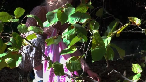 Static Shot of Child Foraging Wild Hazelnuts into Shopping Bag Behind Green 库存影片 346184521