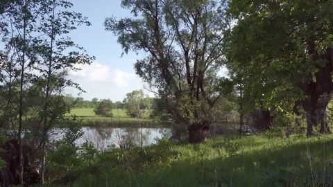 Static shot from a clearing in the shade of trees with a view of the pond. Stock Footage 119064216