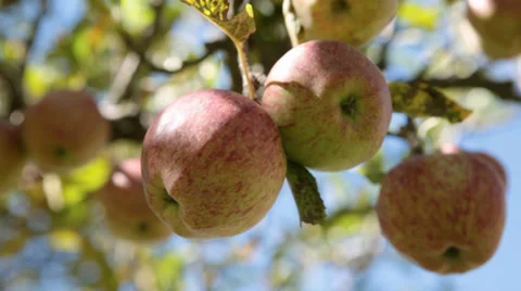 Static Shot: Close up of apples in a tree. Stock Footage 30588885