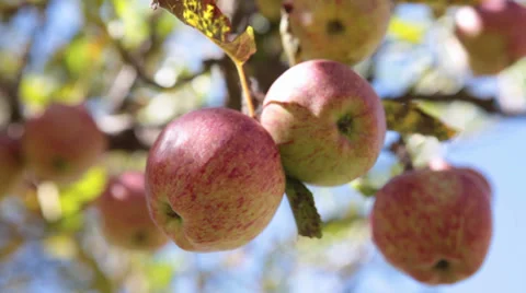 Static Shot: Close up of apples in a tree. Stock Footage 31596397