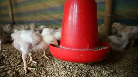 Static shot: Close up shot inside a poultry farm. Stock Footage 22226233