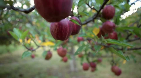 Static Shot: Closeup shot of Apples on a tree. Stock Footage 31531722