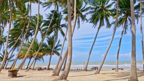Static shot of coconut palm trees swaying against white sandy beach Stock Footage 274471281
