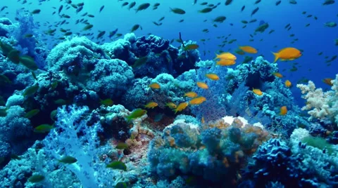 Static shot of coral reef full of fishes, red sea Video stock 38646387