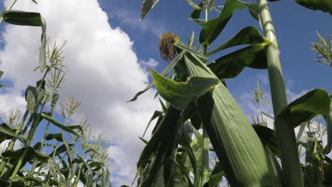 Static shot of corn stalk with a sunny blue sky Stock Footage 234170229