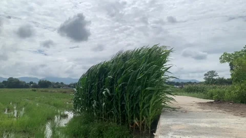 Static Shot of Corn Stalks Swaying in Wind Toba Samosir 4K Footage Stock Footage 345147828