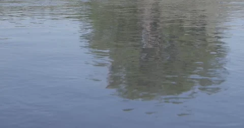 Static shot of a cottonwood branch reflected in the surface of the San Juan R Stock Footage 336407684