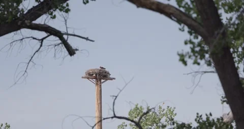 Static shot with cottonwood branches framing an osprey nest atop a tall pole, Stock Footage 334874848