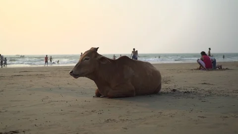 Static shot of a cow chewing away on the beach of Goa Stock Footage 114659536