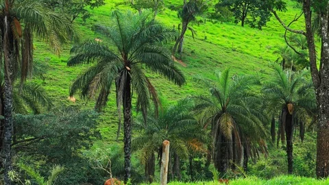 Static shot of coyol, or macauba palm tree plantation in Brazil behind a Stock Footage 101690609
