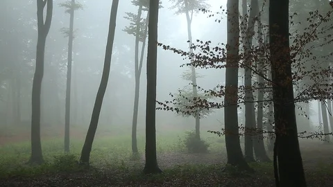 Static shot. Creepy bright light in foggy forest Stock Footage 92440016
