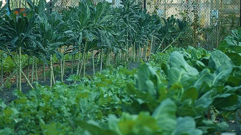 Static shot of crops growing in a city farm Stock Footage 86009207