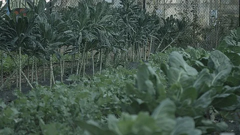 Static shot of crops growing in a city farm Stock Footage 86009485