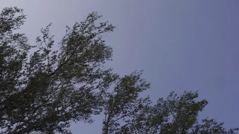 Static shot of the crown of trees. Stock Footage 113654217