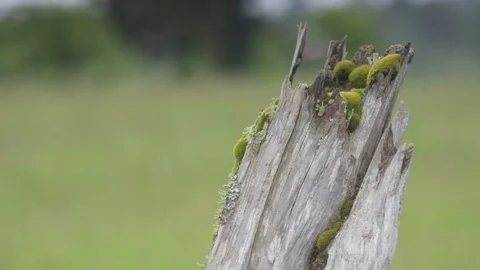 Static shot of CU moss growing in dead tree stump. Stock Footage 86757407