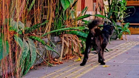 Static shot of a cute black cat sitting near lush green plants and hanging .. Stockbeeldmateriaal 342037169