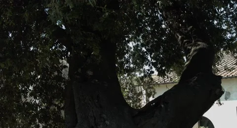 Static shot of a dark tree Video stock 201020804