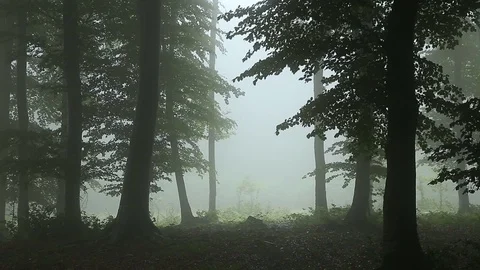 Static shot. Dark trees silhouettes in creepy foggy forest Stock Footage 92440048