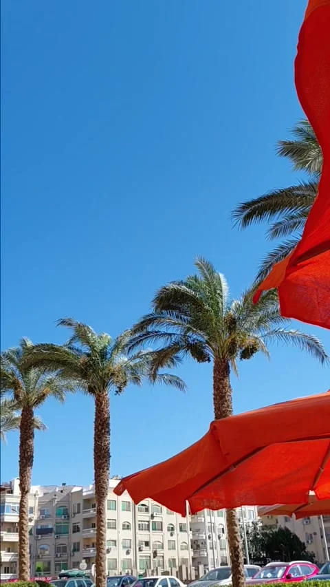 Static shot of date palm trees and vibrant red umbrellas Stock Footage 337452824
