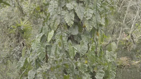Static Shot of Dense Atlantic Rainforest Flora with Bromeliads and Large Leaves Stock Footage 320633656