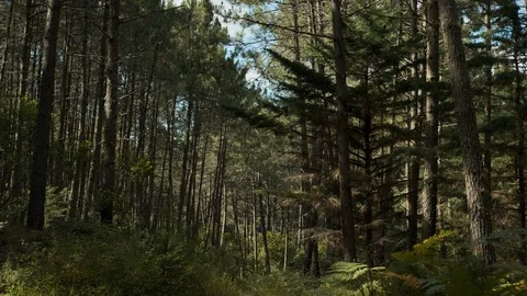 Static shot of dense forest in Sintra Stock Footage 112839309