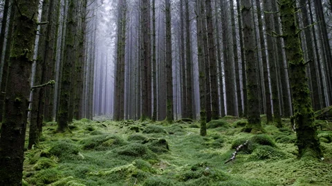 Static Shot of Dense Moss Covered Pine Forest in Light Fog Stock Footage 329938077