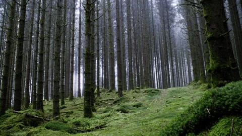Static Shot of Dense Mossy Forest with Tall Pine Trees Stock Footage 329935189