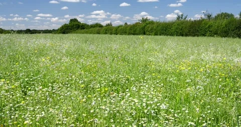 A static shot of a deserted field of wild flowers in Essex, England, UK. Ta.. Stock Footage 282580701