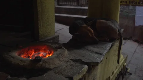 Static shot of a dog by the fire Stock Footage 114659664
