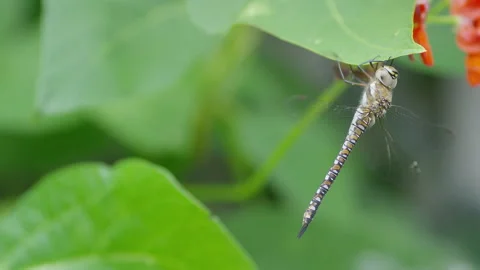 Static shot of a dragonfly attached to a leaf Stock Footage 136425478