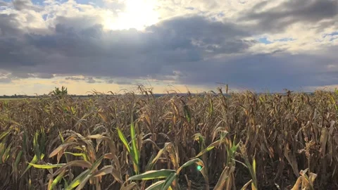 Static shot of dry corn field under dramatic cloudy sky Video stock 346242207