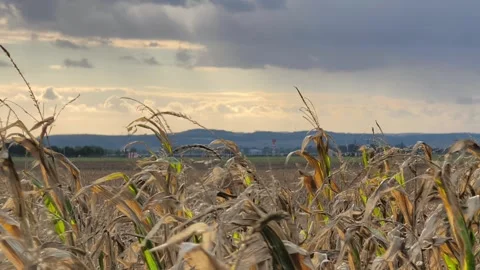 Static shot of dry corn field during golden hour sunset. Stockbeeldmateriaal 346387704