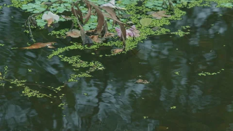 Static Shot of Duckweed and Fallen Leaves on Pond Surface Stock Footage 329343460
