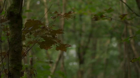 Static shot of a dull dark autumn woodland with orange leaves gently moving Vídeo Stock 253795628