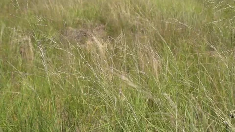 STATIC SHOT OF DUNE GRASS BLOWING IN THE WIND 스톡 동영상 106127264