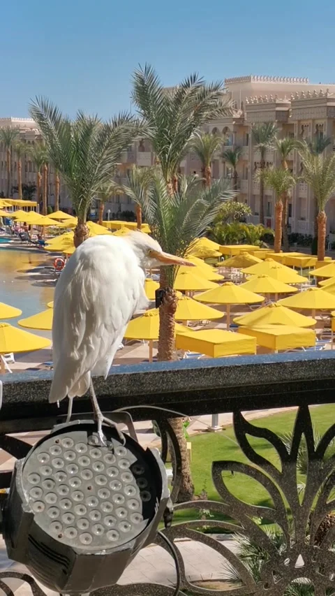 Static shot of egret preening and turning on balcony railing overlooking re.. Stock Footage 329871156