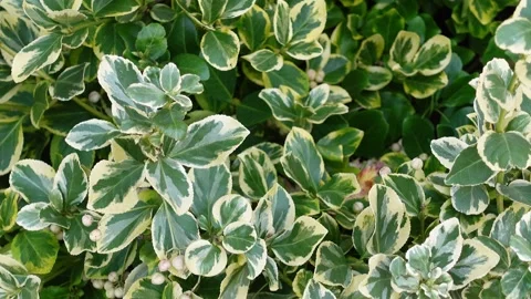 Static shot of Euonymus fortunei or Emberald Gaiety Stock Footage 252153605