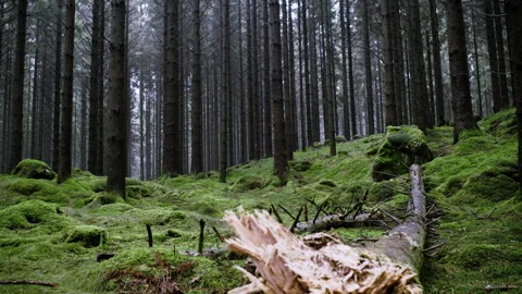 Static Shot of Fallen Tree in Moss Covered Pine Forest Stock Footage 329937418