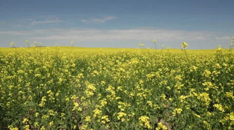 Static shot of a field of canola flowers swaying in the breeze Stock Footage 46416062
