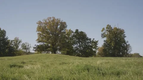Static shot of field with grass and oak trees early Fall tripod cozy Vídeo Stock 294467551