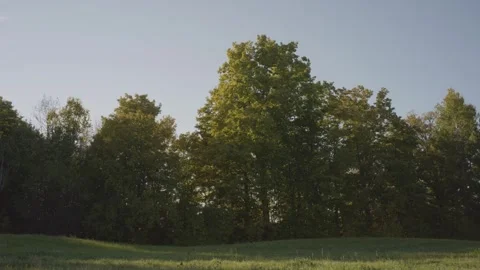 Static shot of field with grass and oak trees early Fall tripod light wind Vídeo Stock 294467990