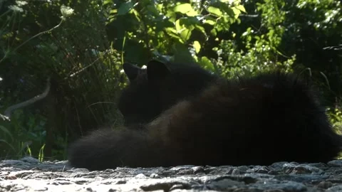 Static shot of fluffy black cat resting outdoors in sunny garden video Vidéo 340958839