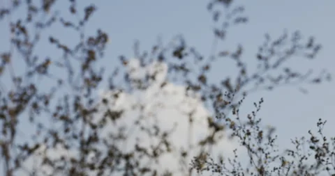 Static Shot Focus Pull from Close Wild Branches to Distant White Cloud Afternoon Stock Footage 337284610