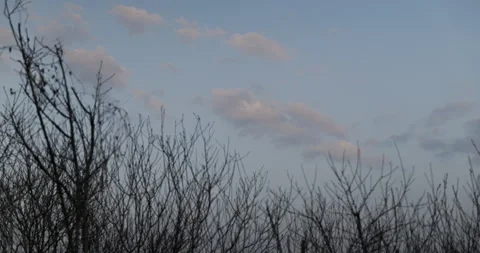 Static Shot Focus Pull from Sunset Clouds to Bare Branches Twilight Dusk Stock Footage 337285132
