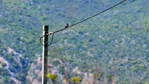 Static shot footage shows a bird standing on an electric cable. Stock Footage 333495121