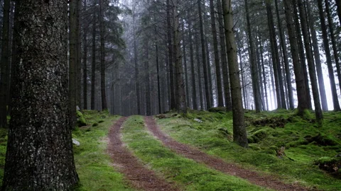 Static Shot of Forest Dirt Road in Misty Pine Woodland Stock Footage 329937455