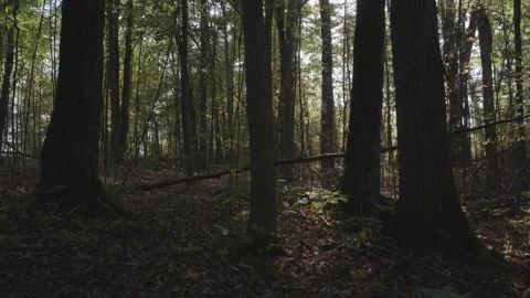 Static shot of forest floor and trees, golden hour, light, early fall Vídeo Stock 294466608