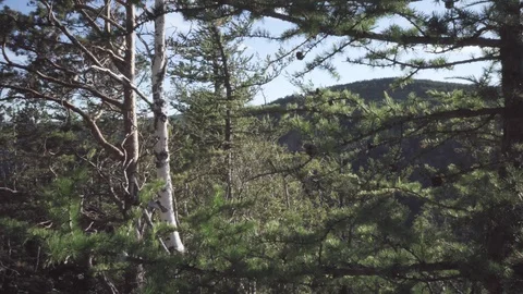 Static shot in the forest. 스톡 동영상 112608971