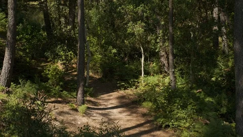 Static shot of forest path in Sintra Stock Footage 112721246