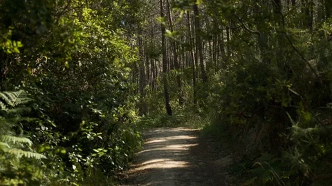 Static shot of forest path surrounded by vegetation Stock Footage 112722750